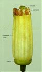  Flower-Petals removed-See stamens